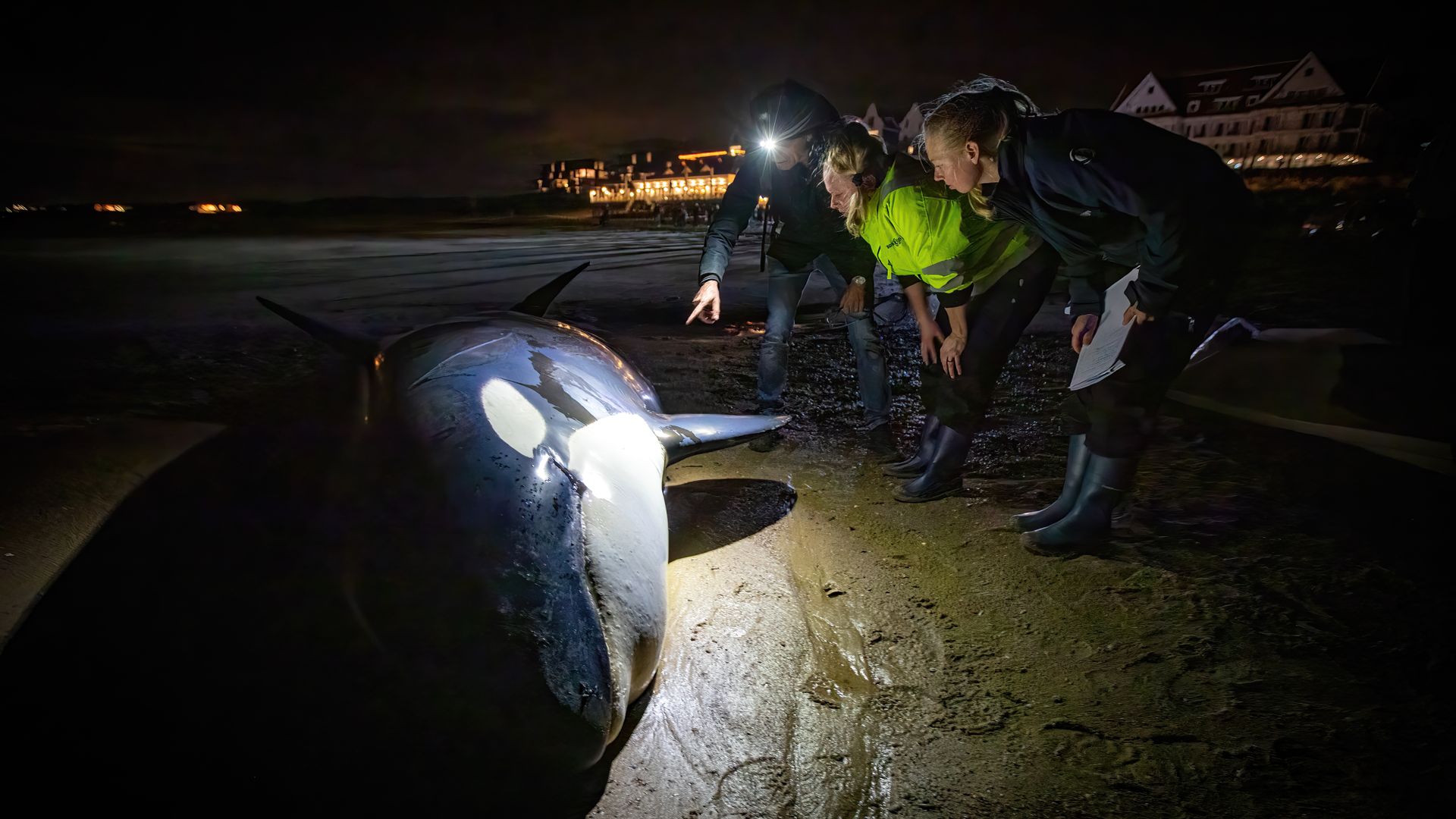 Annemarie hoopt dat mensen beseffen dat zeezoogdieren in nood rust