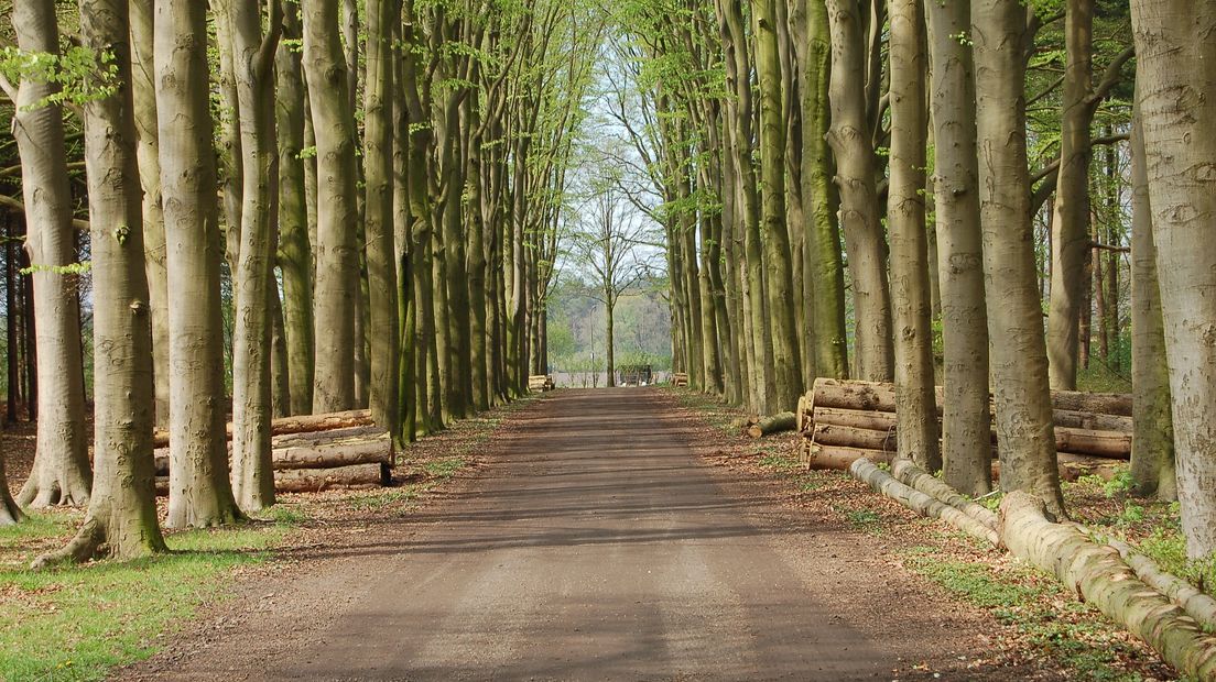 Moet je zelf kunnen beslissen of je bomen op je eigen erf kapt? (Rechten: RTV Drenthe / Andries Ophof)