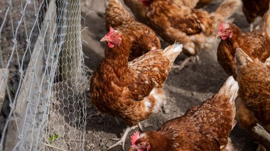 Ophokplicht pluimvee opgeheven, behalve in Gelderse Vallei