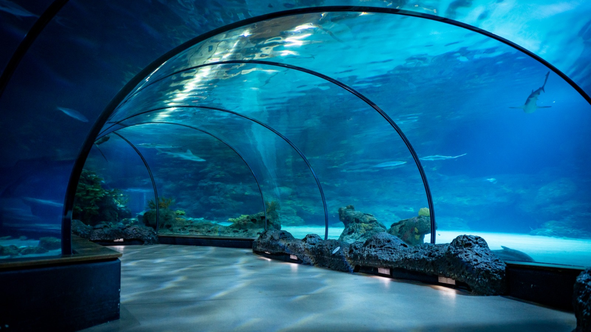 "De allereerste plannen van een Oceanium-achtig aquarium stammen al uit 1988."