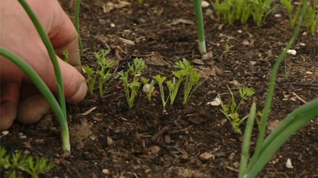 Hof van Twello probeert met gratis grond, gratis mest en de verkoop van producten uit de moestuin biologische groenten goedkoper te krijgen.Zo'n 40 mensen hebben inmiddels van eigenaar Gert Jan Jansen uit Twello een stuk grond gekregen waar ze groenten op kunnen verbouwen.