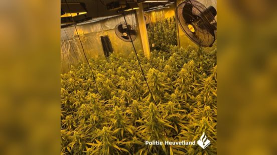 Hennepkwekerij met 900 planten ontdekt in woning Vaals Nieuws