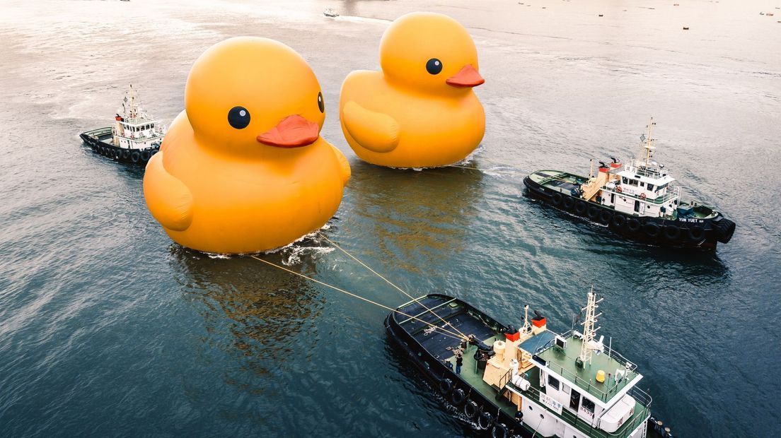 De double ducks in Hong Kong
