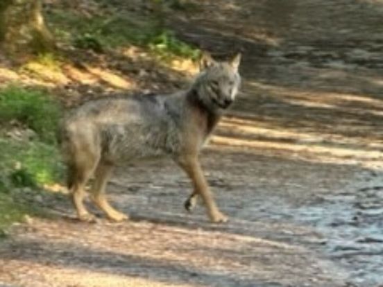 Aanlijnadvies na confrontatie wolf en hond in Austerlitz