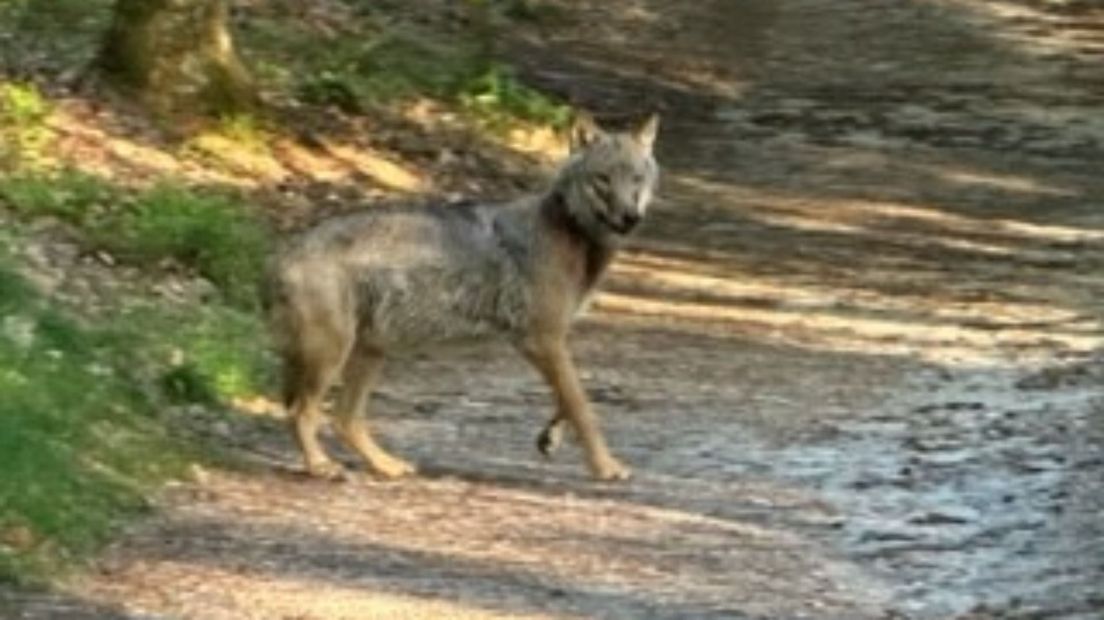 Een jonge wolf die in de bossen van Amerongen is gezien in mei 2023