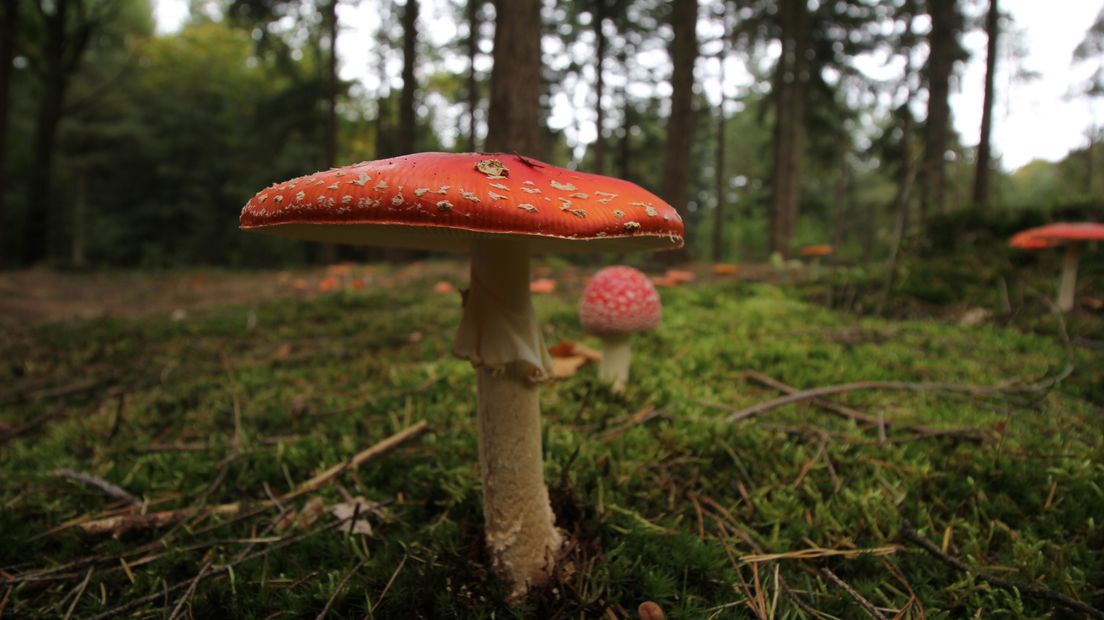 Een vliegenzwam in het bos (Rechten: RTV Drenthe / Robbert Oosting)