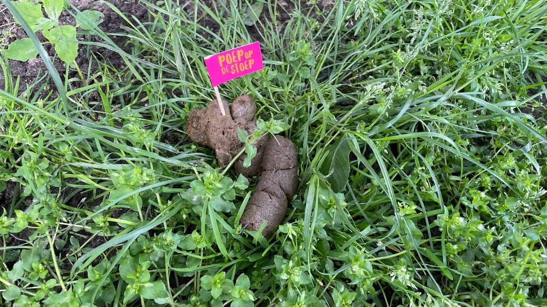 Een hondenkeutel in de Oosterparkwijk