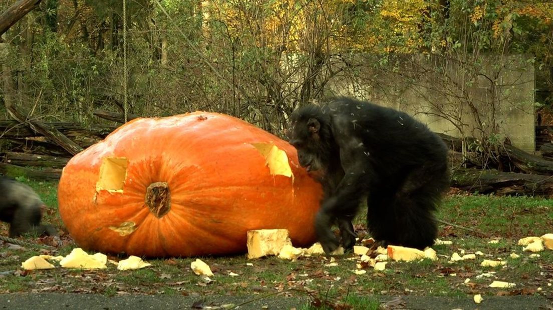 De chimpansees hadden wel trek in een lekker hapje.
