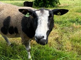 'Te dikke' schapen zijn op dieet geweest en mogen weer de wei in: 'Voer ze alsjeblieft niks meer'