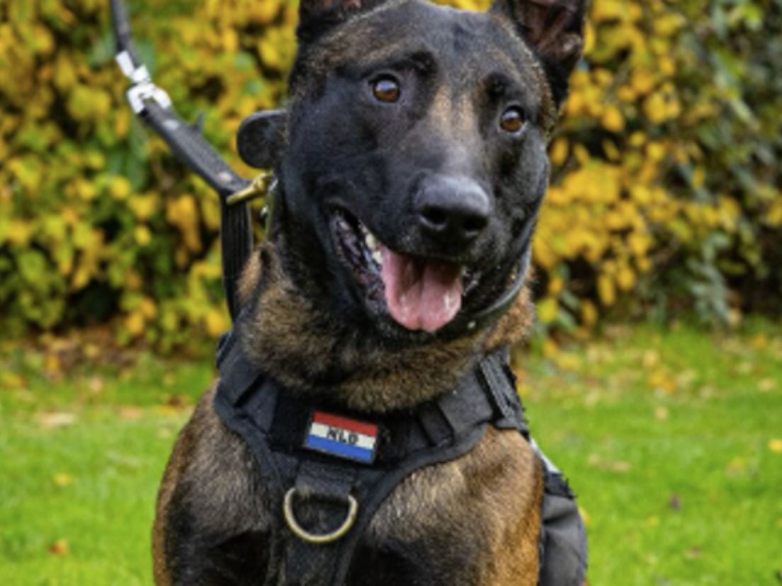 Politiehond Mees.