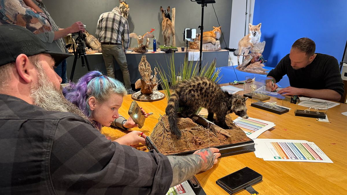 Doodstil, maar bloedstollend spannend: jury buigt zich in Steyl over opgezette dieren