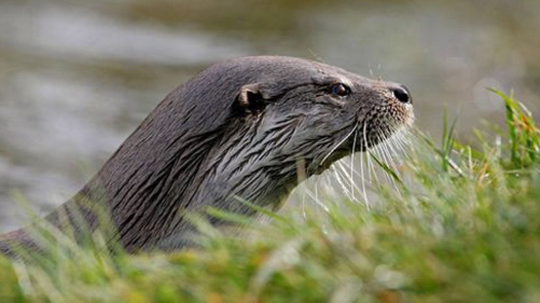 Otter kan in de toekomst mogelijk veiliger oversteken