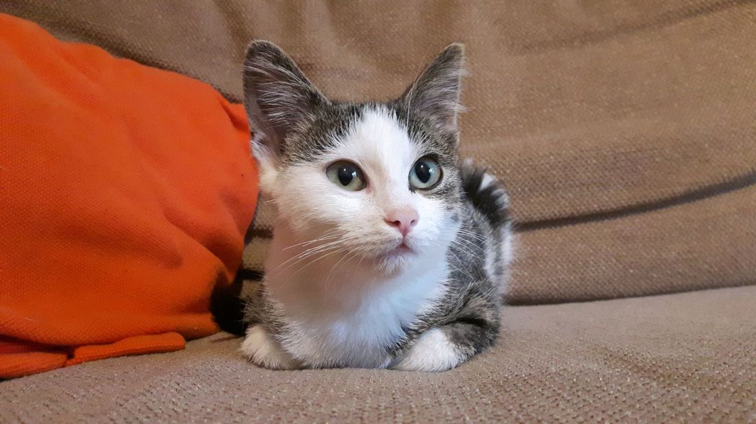 Poes Zoë uit Soesterberg van Roel en Madelon