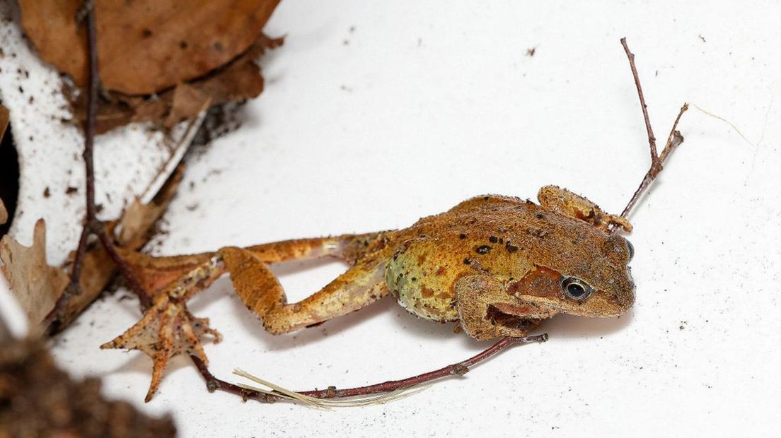 De bruine kikker tijdens de trek in de Hatertse Vennen.