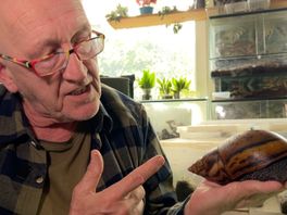 Dick 'de Slakkenman' Jacobs heeft honderden slakken in zijn huis.