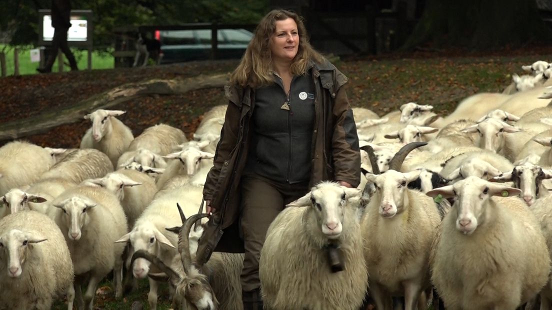 Als de wolf zich definitief vestigt in Gelderland dan moeten schaapherders grote investeringen doen om hun kuddes te beschermen. Dat zegt Cynthia Berendsen van de Rhedense schaapskudde.