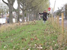 Reportage over erfgenamen gezocht voor vergeten perceel Tweebosbuurt