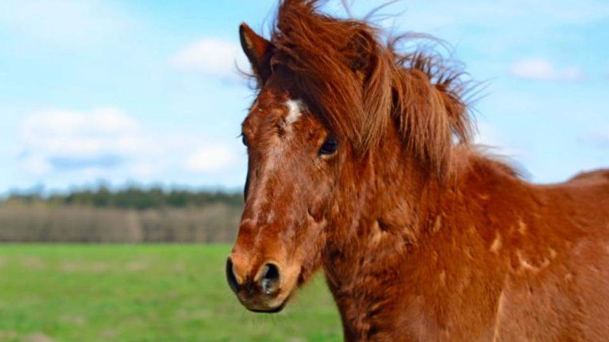 Paard Kári uitgebroken en vermist bij Gasteren
