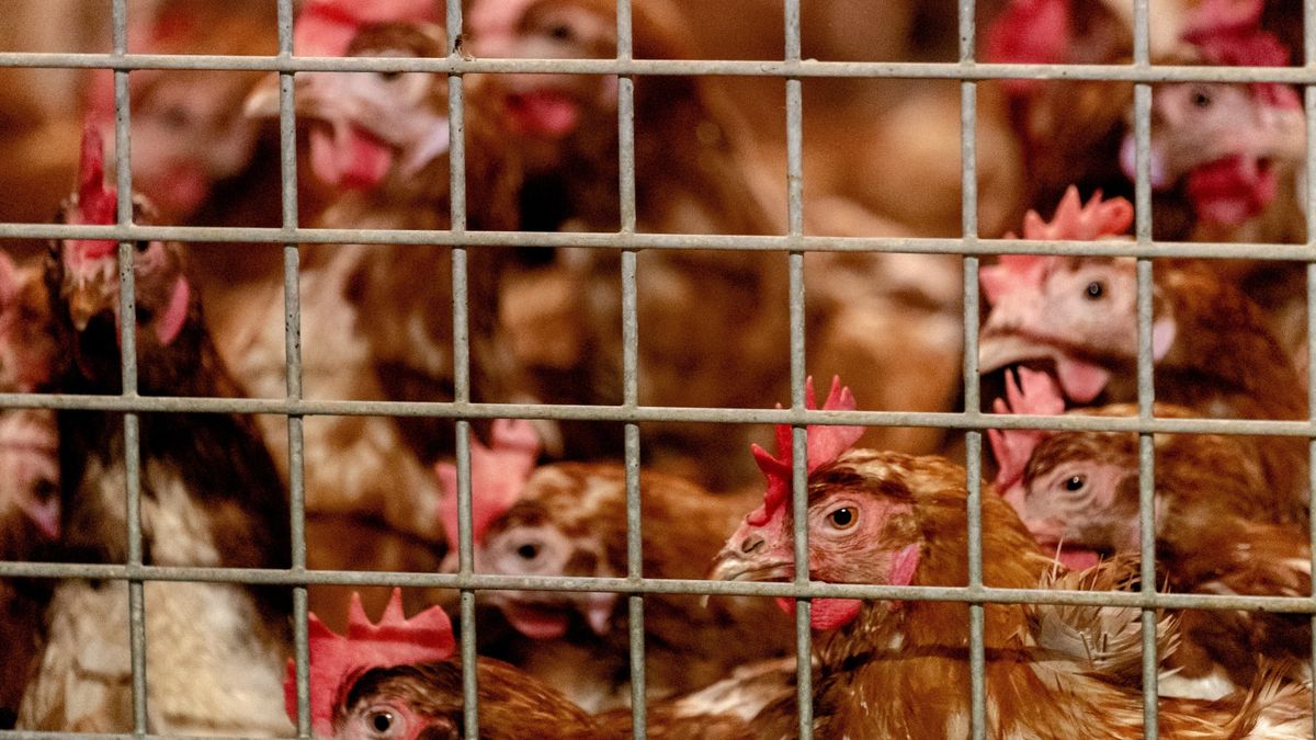 Meer onderzoek nodig naar verplaatsing pluimveebedrijf Feijen in Smilde