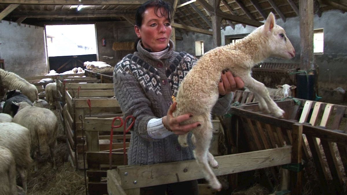 Eerste lammetjes schaapskooi Lemelerberg geboren; 