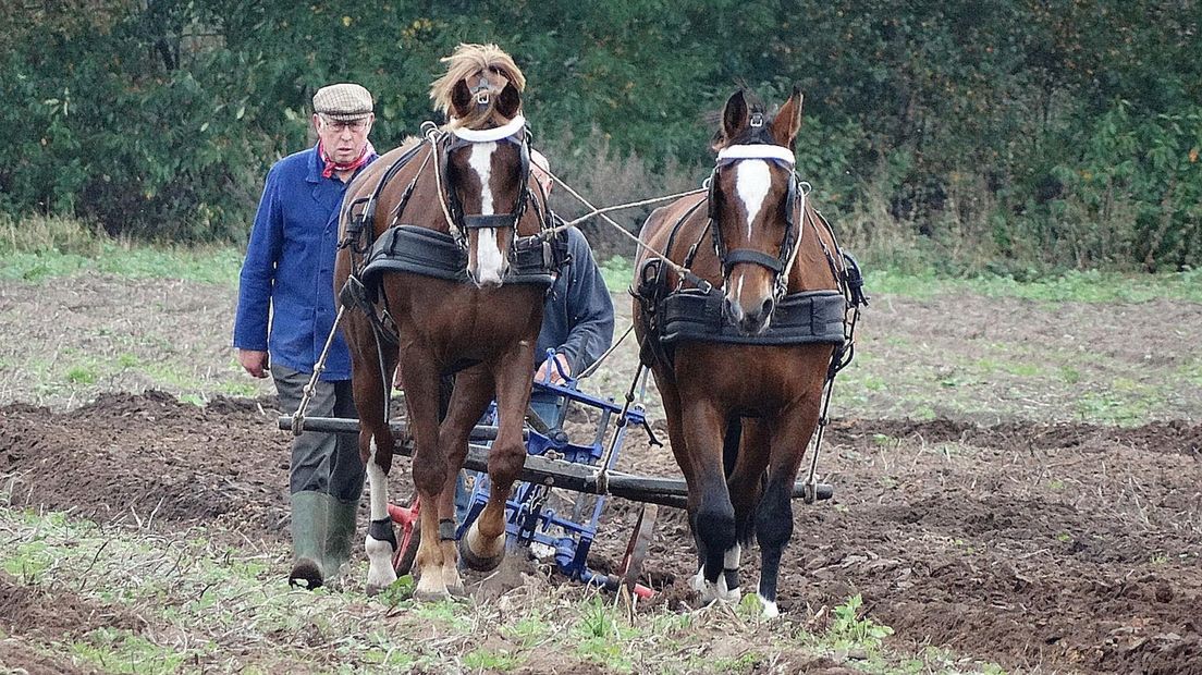 Wedstrijd ploegen met paarden