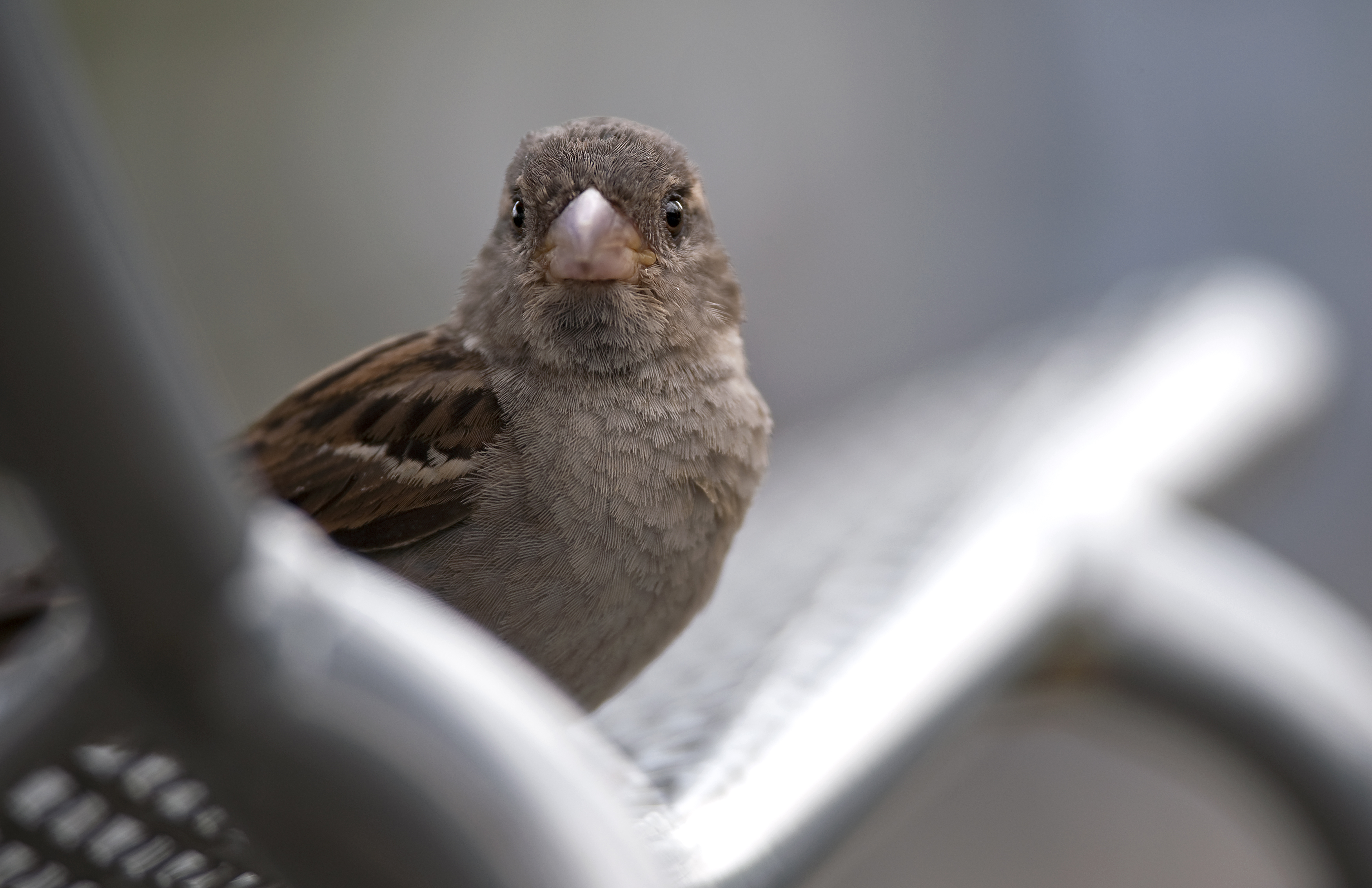 Huismus Meest Getelde Vogel In Drenthe - RTV Drenthe