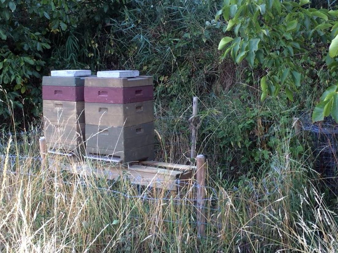 Lege plek tussen de bijenkasten van een imker in Geervliet van wie drie kasten zijn gestolen