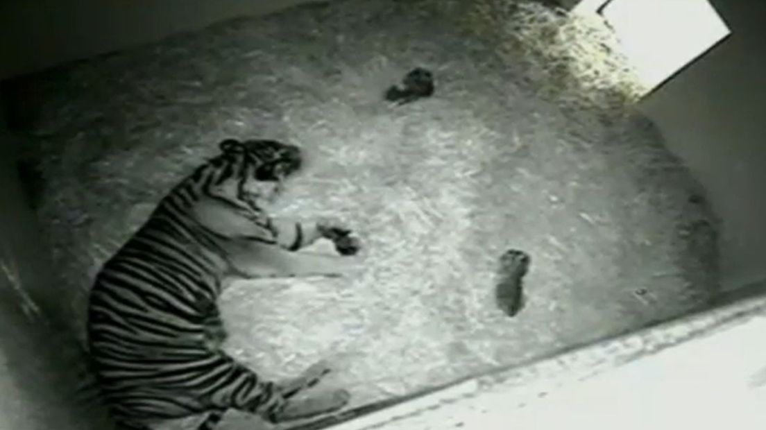 In de Arnhemse dierentuin Burgers' Zoo is nóg een Sumatraans tijgertje geboren.
