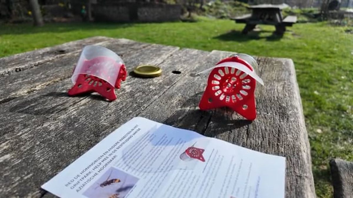 De Aziatische hoornaar: niet te stoppen?