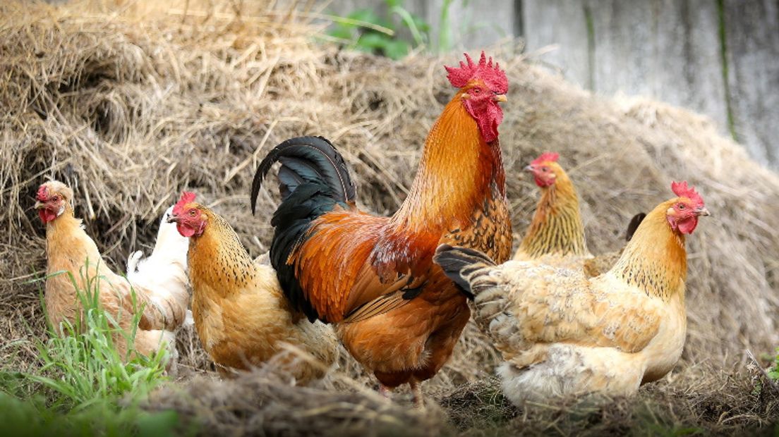 Doe jij de kippen weg als de regels worden aangescherpt? (Rechten: pixabay.com)