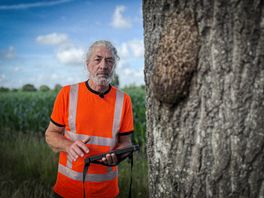 Probleem eikenprocessierups verergert in Zuidwest-Drenthe: 'Rupsen zijn groter en hebben meer brandharen'