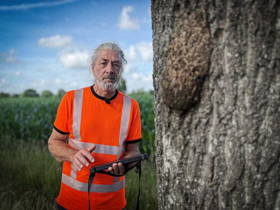 Probleem eikenprocessierups verergert in Zuidwest-Drenthe: 'Rupsen zijn groter en hebben meer brandharen'