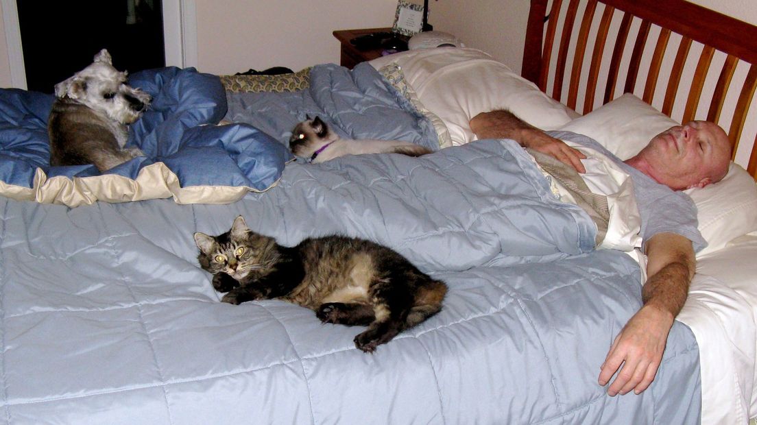 Een man en zijn huisdieren in bed