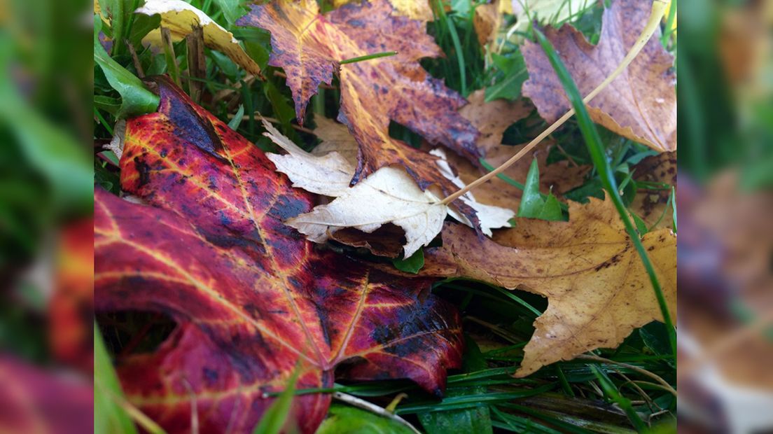 Herfstbladeren