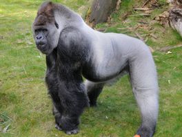'Een trieste dag voor Blijdorp': wereldberoemde gorilla Bokito (27) onverwacht gestorven