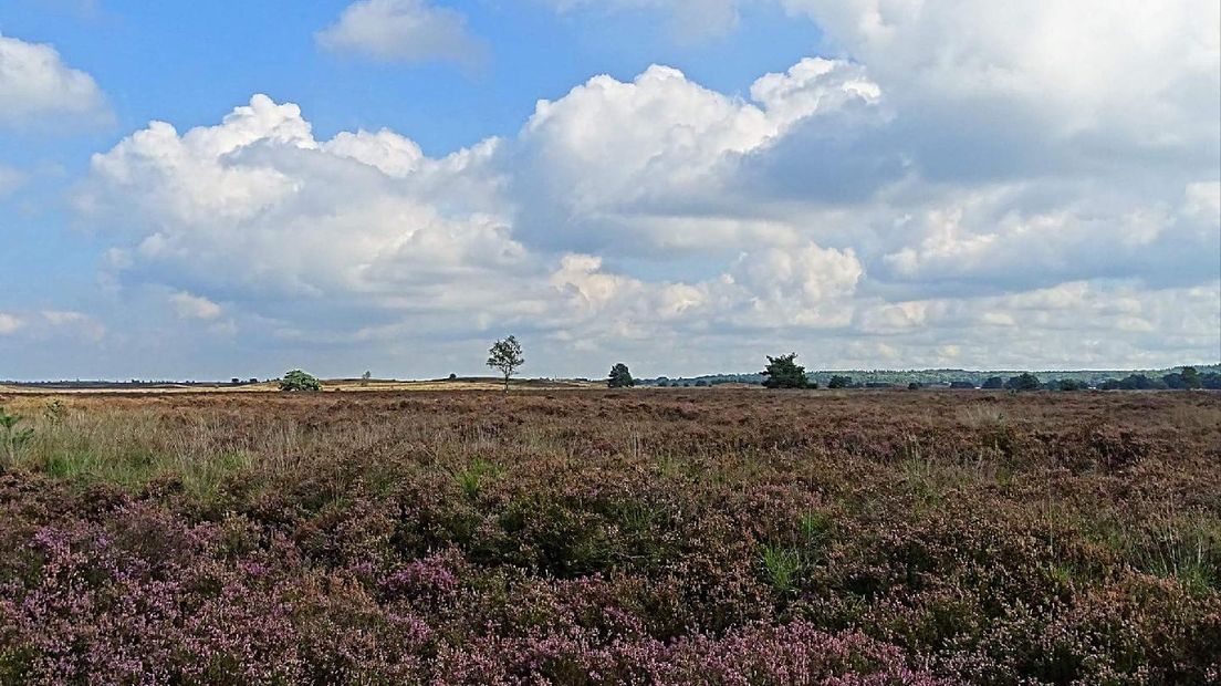 De heide lijdt onder de droogte. Net als vorig jaar, toen heideplanten verpulverden door tekort aan regenwater. Is er de komende weken nog ergens in Gelderland bloeiende heide te zien?