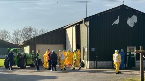 Opnieuw vogelgriep in Limburg: kleinschalige pluimveehouder in Lottum getroffen Nieuws