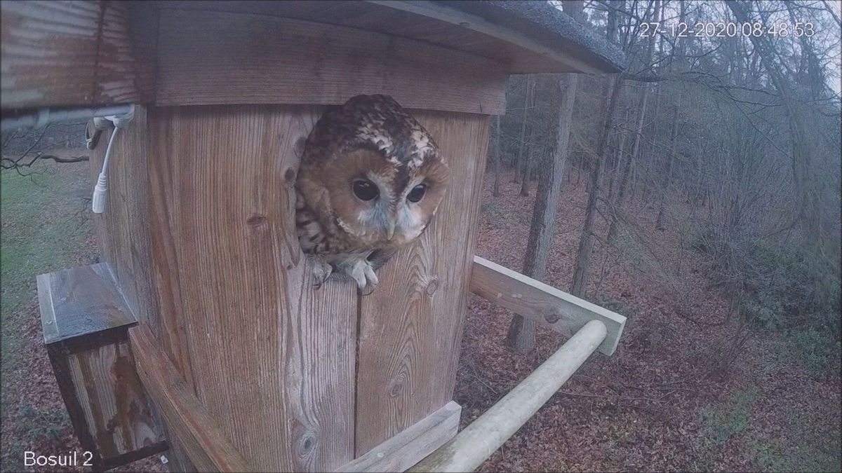 Bosuilen in Nijensleek trappen alvast het broedseizoen af