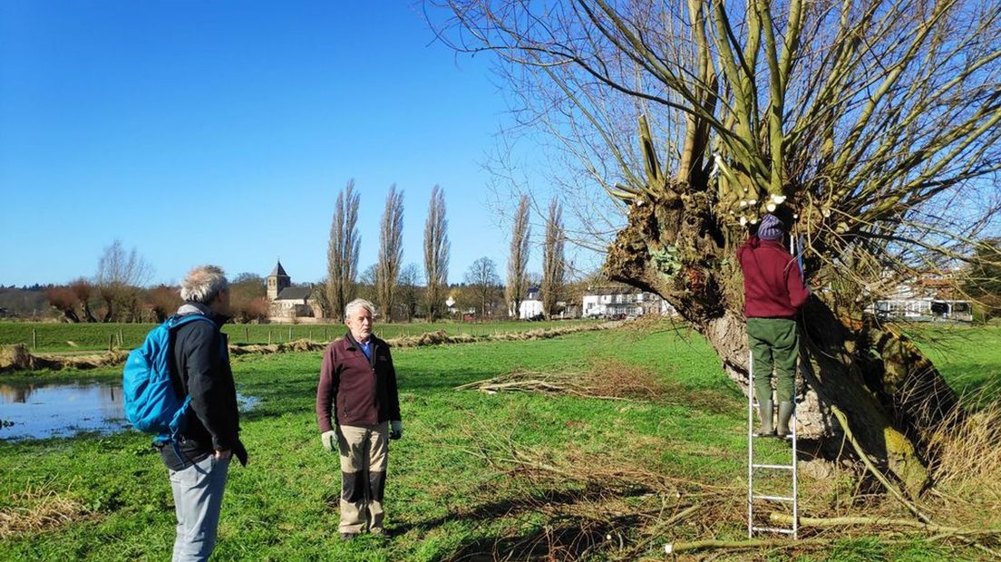 Wilgenknotters op het Rosandepad