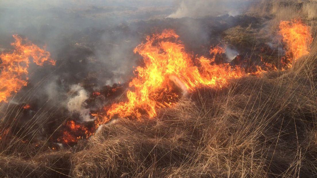 De heide op het Dwingelderveld wordt gecontroleerd afgebrand (Rechten: Johan Coelingh)