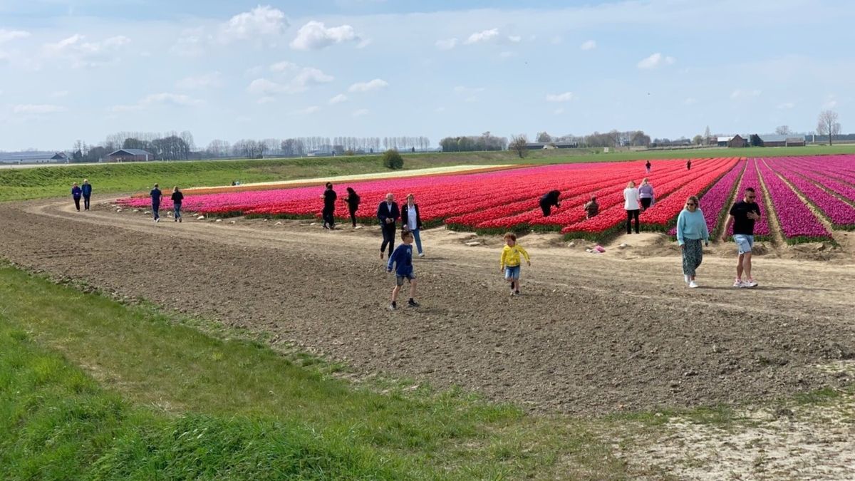 Tulpen bij Terhole trekken veel volk