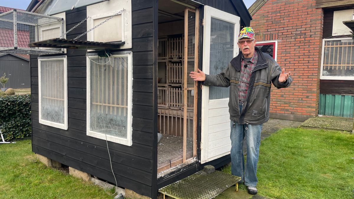 Diefstal topduiven schokt Drentse duivenmelker: 'Tranen van woede en verdriet'