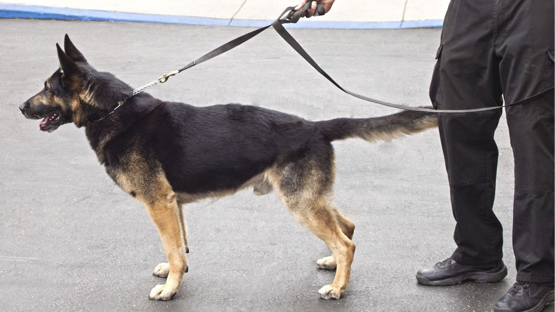 Politiehond
