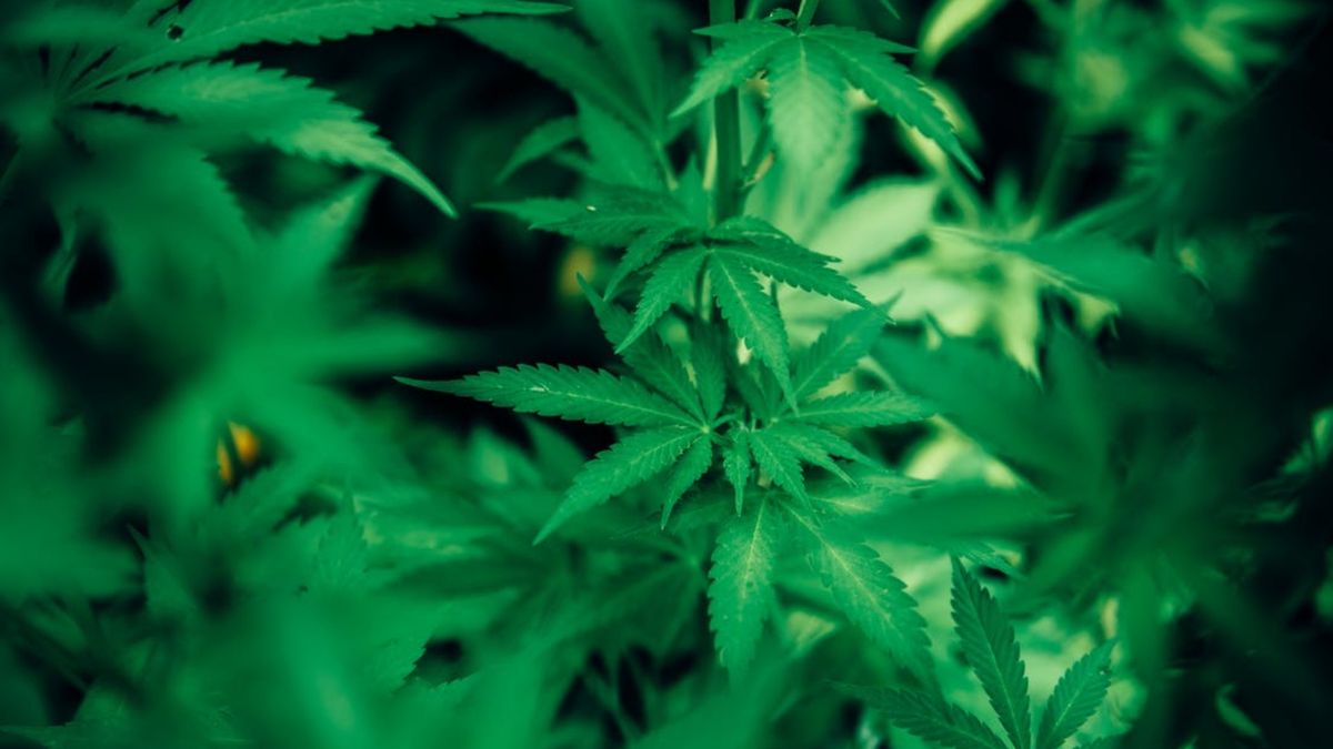 112-nieuws: Twee hennepkwekerijen ontmanteld in Midden-Groningen