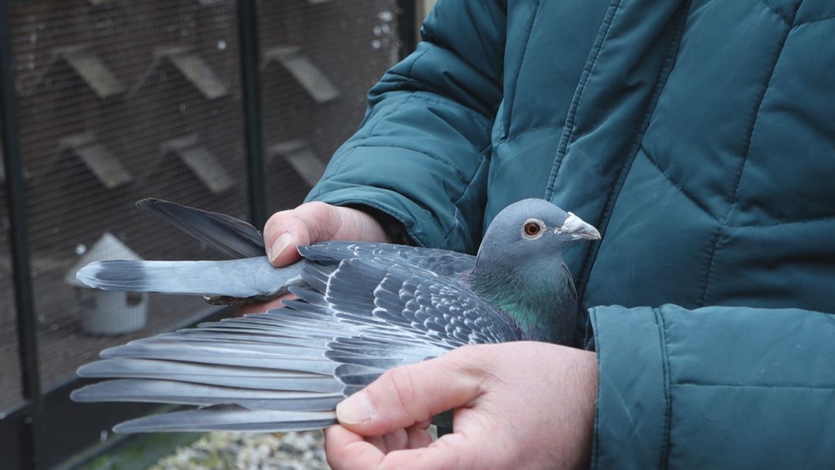 Besmettelijke vogelziekte vastgesteld bij duivenhouderij in Oldenzaal
