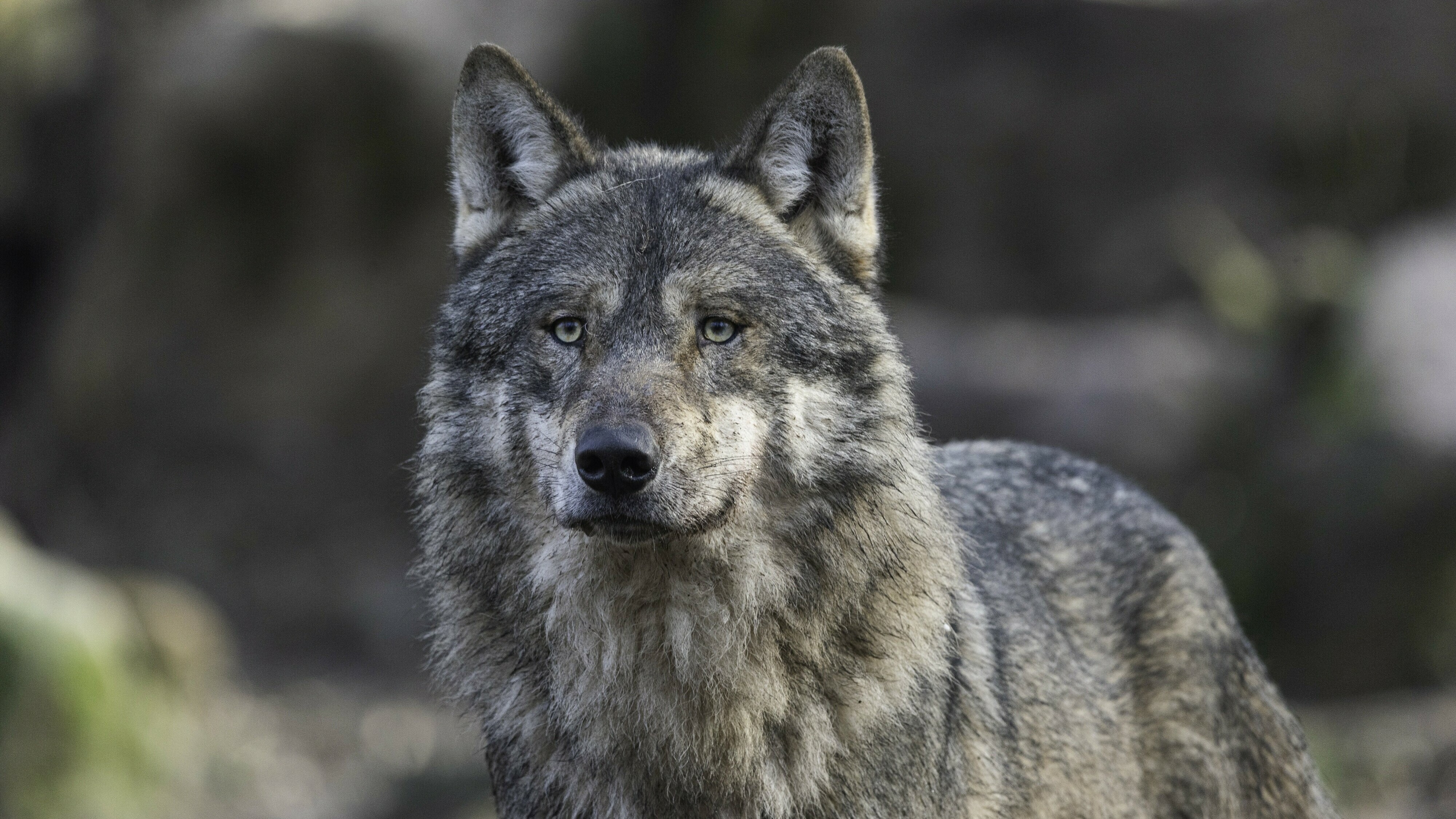 Wolf doodt wolf in omgeving Nationaal Park Dwingelderveld, blijkt uit eerste analyse