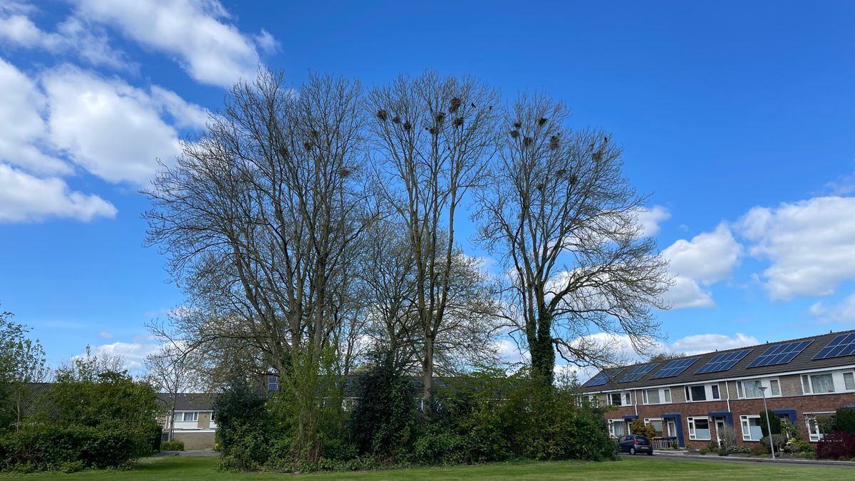 Roeken verjagen blijkt lastig: gemeente Borger-Odoorn vraagt provincie om hulp