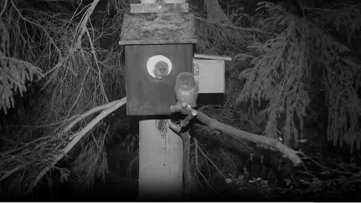 Lege nestkast in Vlodrop: Bosuil vindt geen partner en verdwijnt van livestream met miljoen kijkers