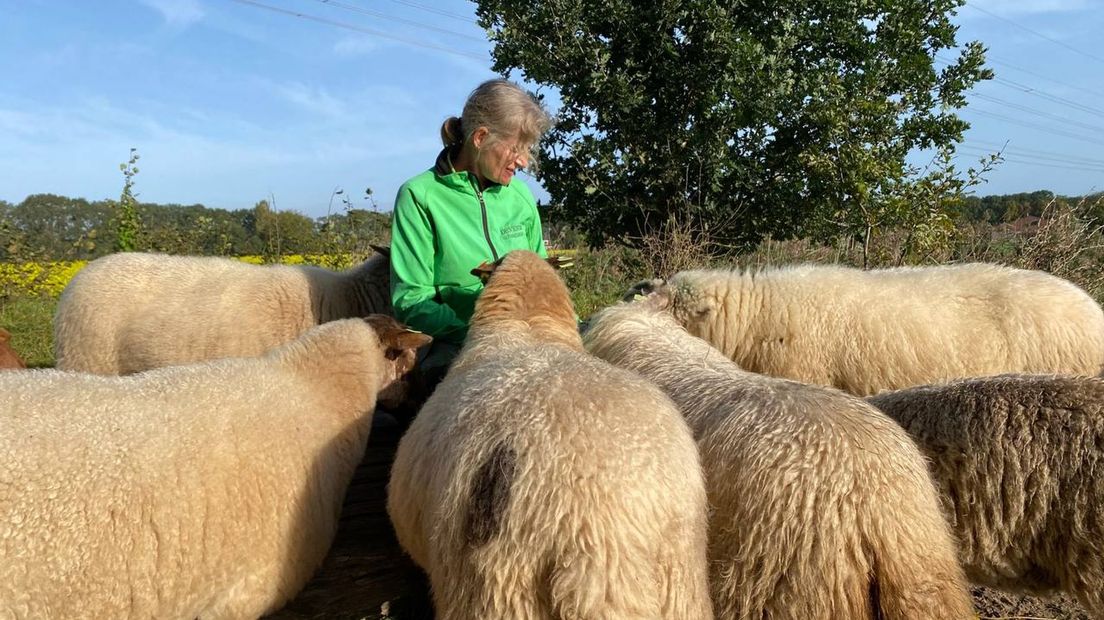 De schapen komen de herder begroeten