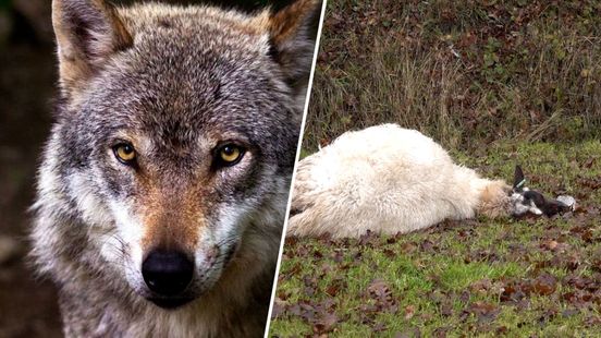 Petitie tegen de wolf : ‘Het is genoeg’